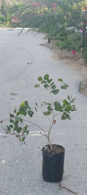 به مناسبت روز درختکاری؛
چندین اصله نهال در پردیس های دانشگاه فرهنگیان استان بوشهر غرس شد 7